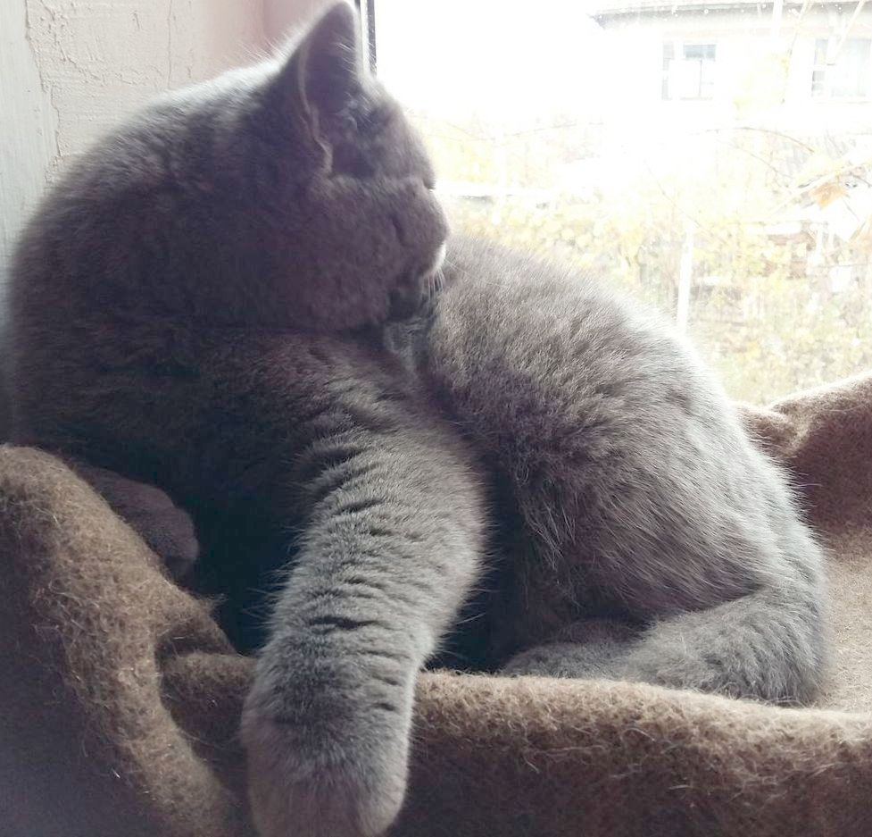 Motan British Shorthair Blue pentru montă foto 2