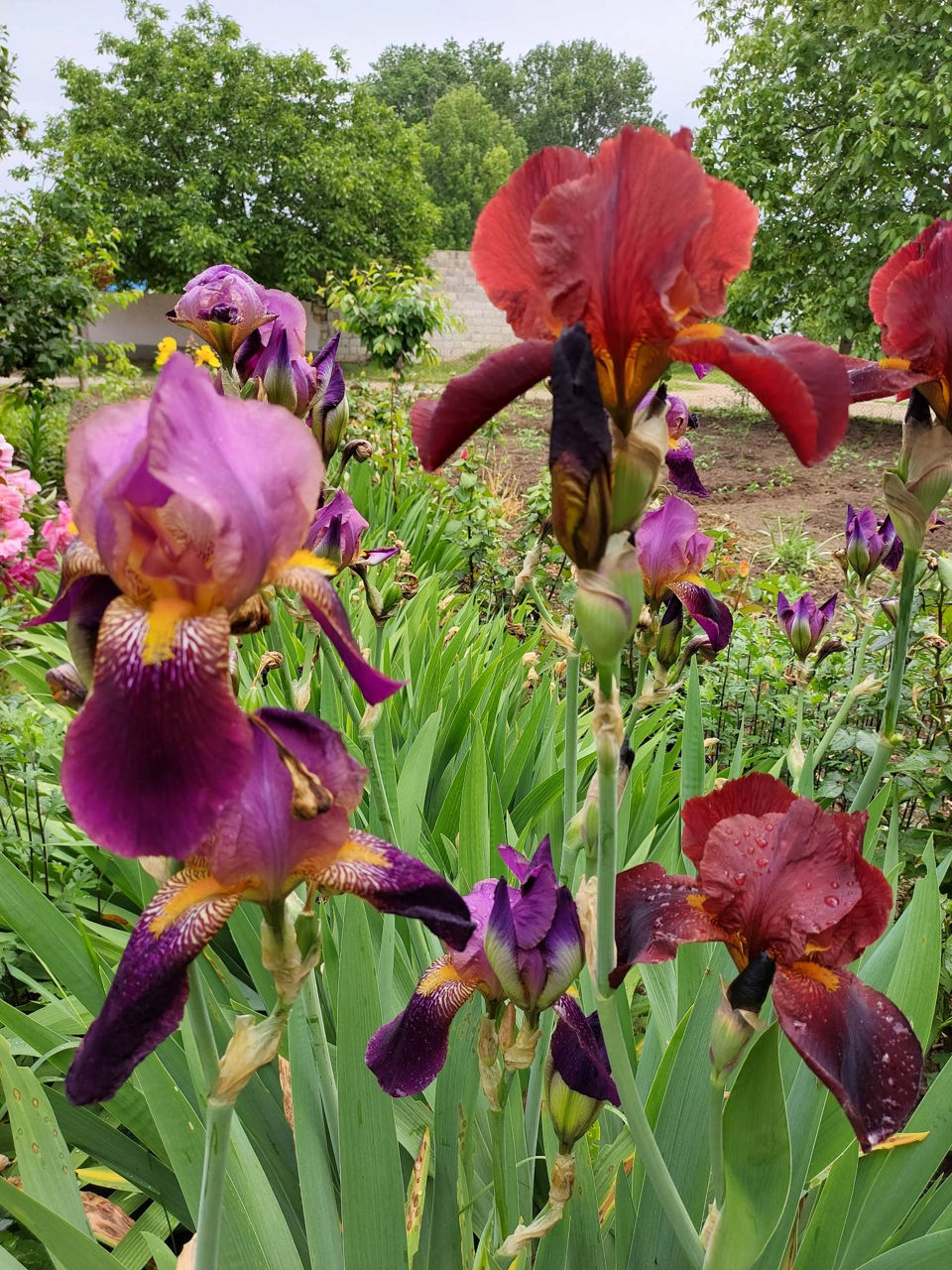 Iris Germanica. foto 3