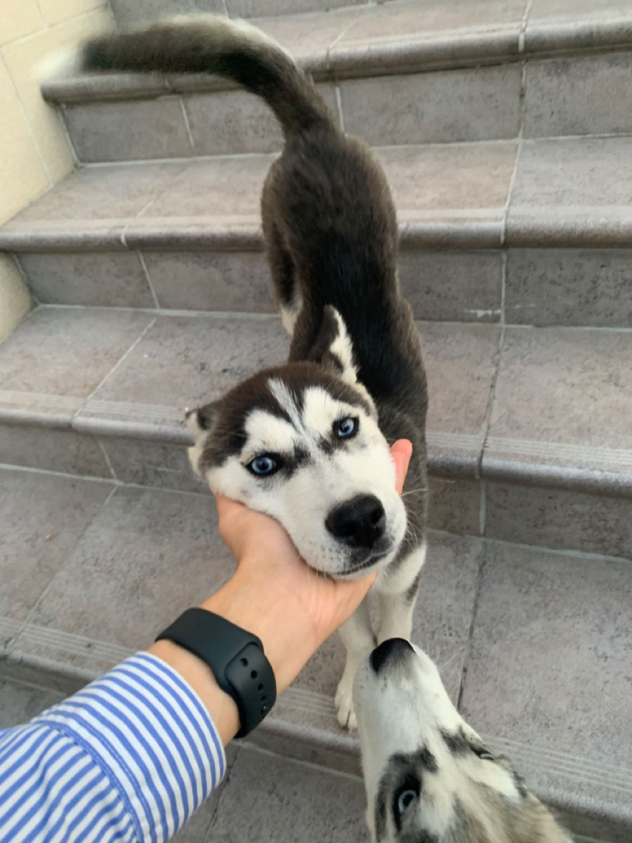 Cățelușă Husky foto 5