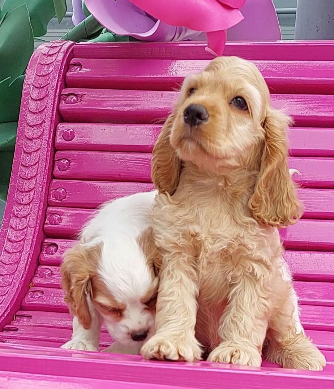 Кокер спаниель