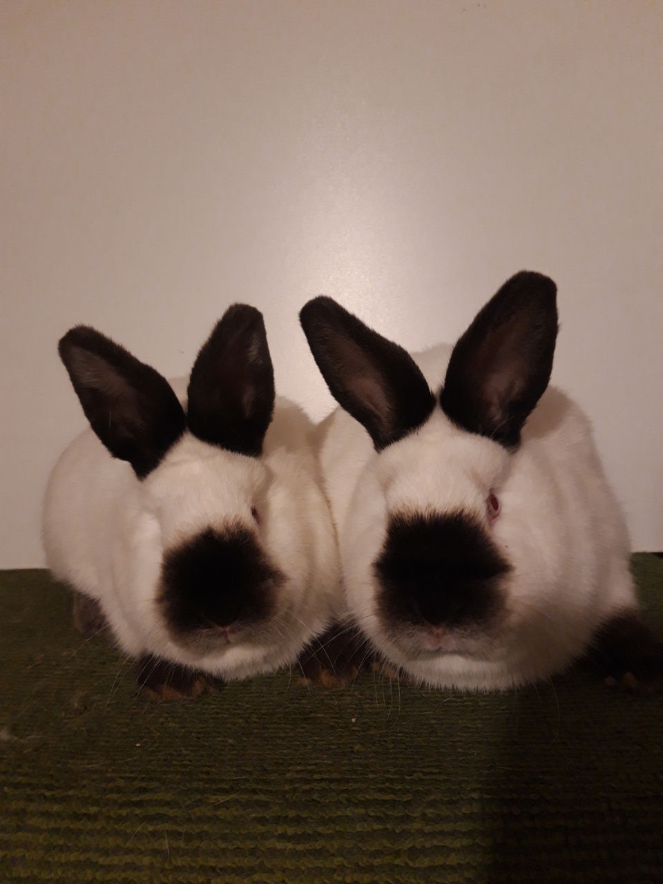 Iepuri Californieni foto 3