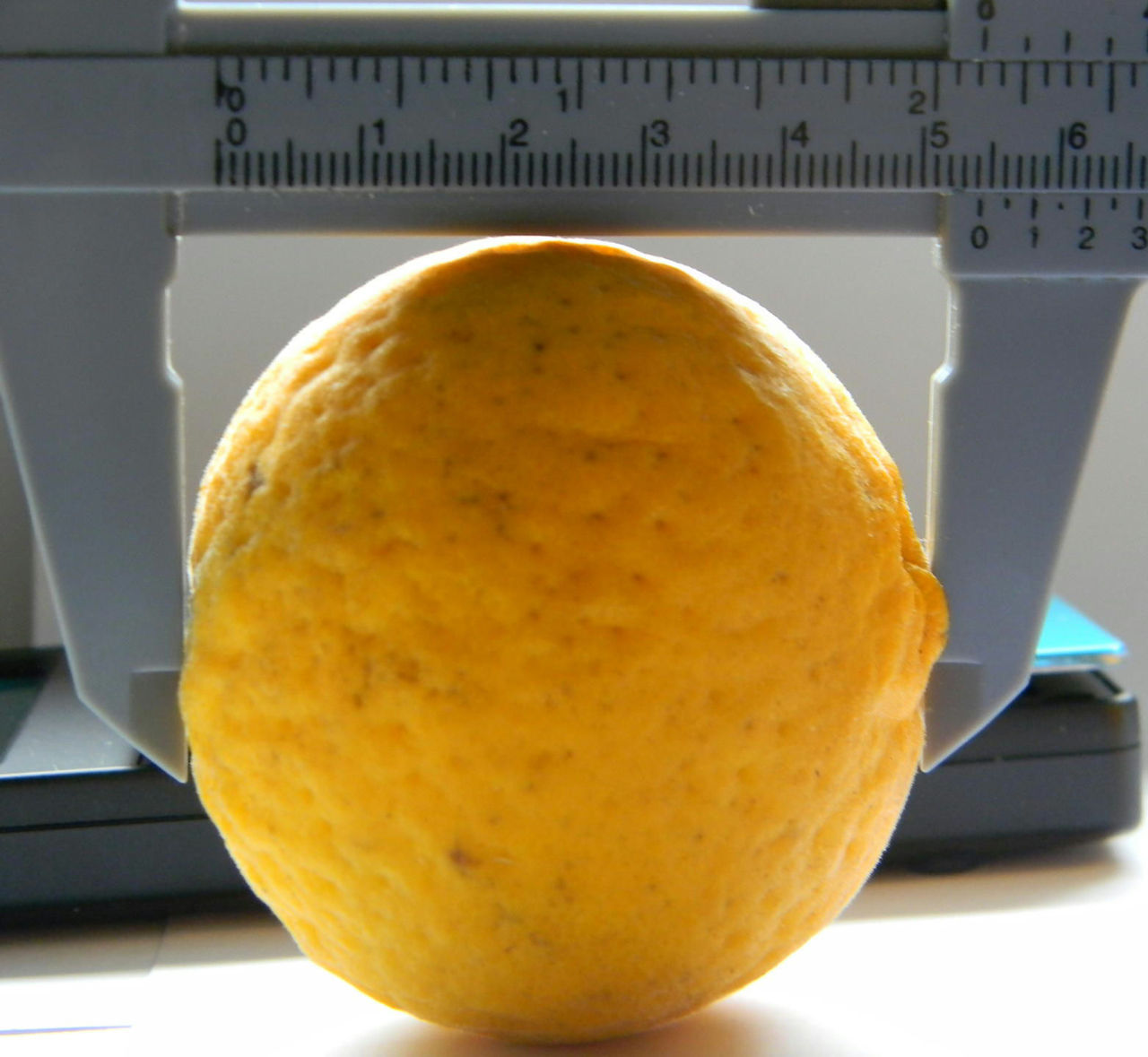 Лимон морозостойкий "Lemon-Bitter" -30C фото 9