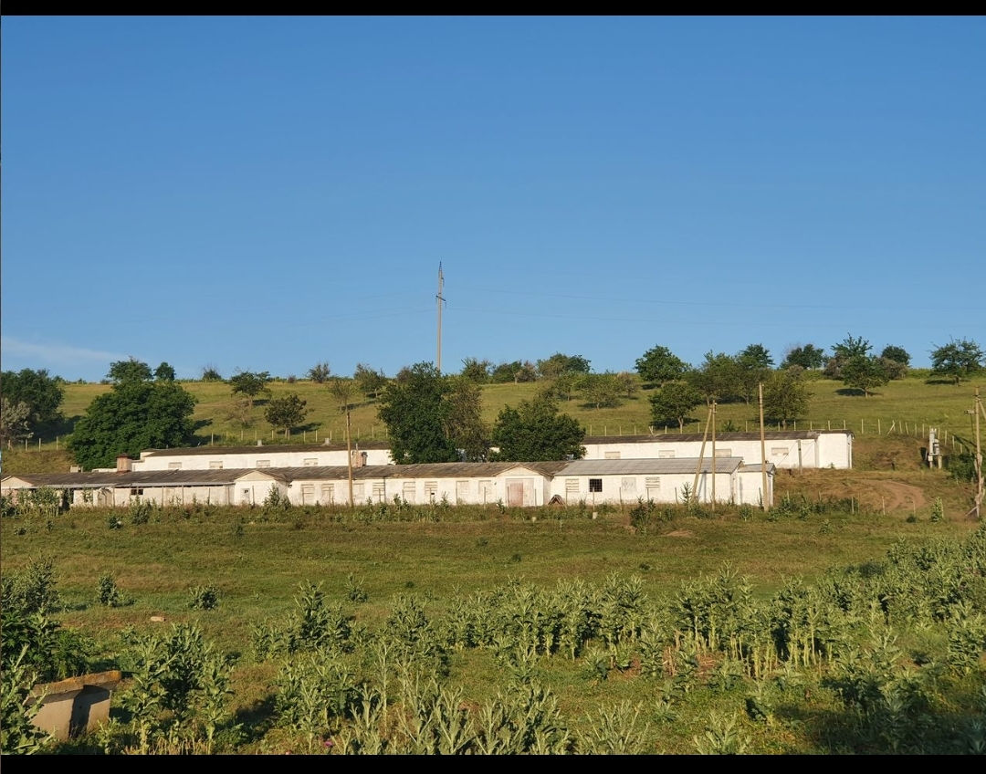 Ferma bovine păsări iepuri foto 2