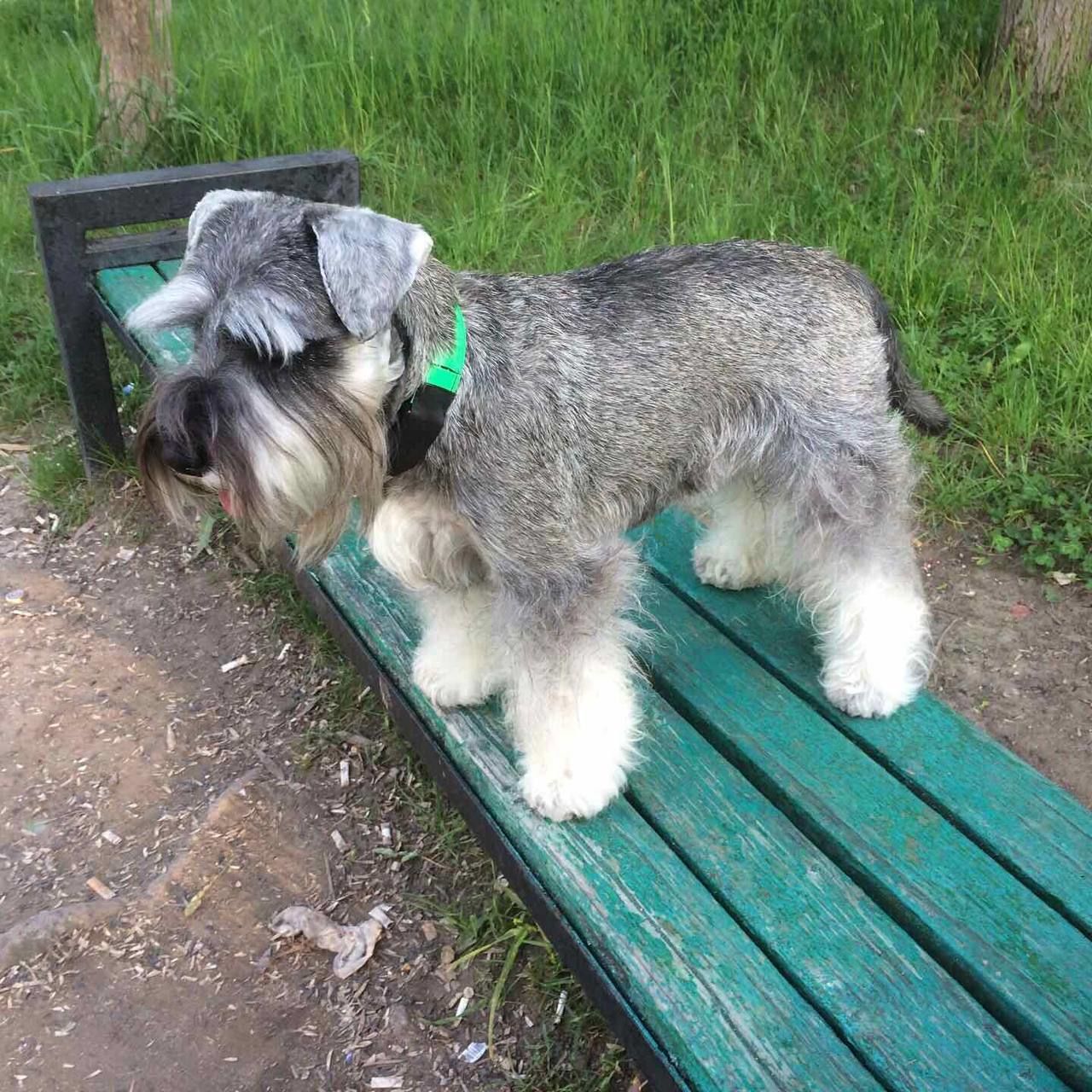 Цверг белый фото шнауцер