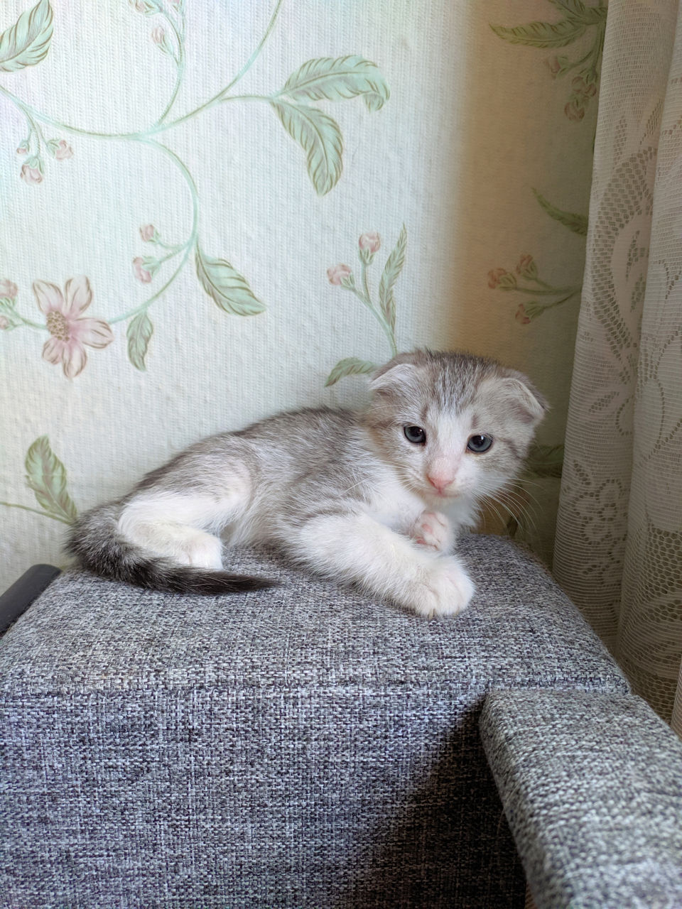 Вислоухий котёнок