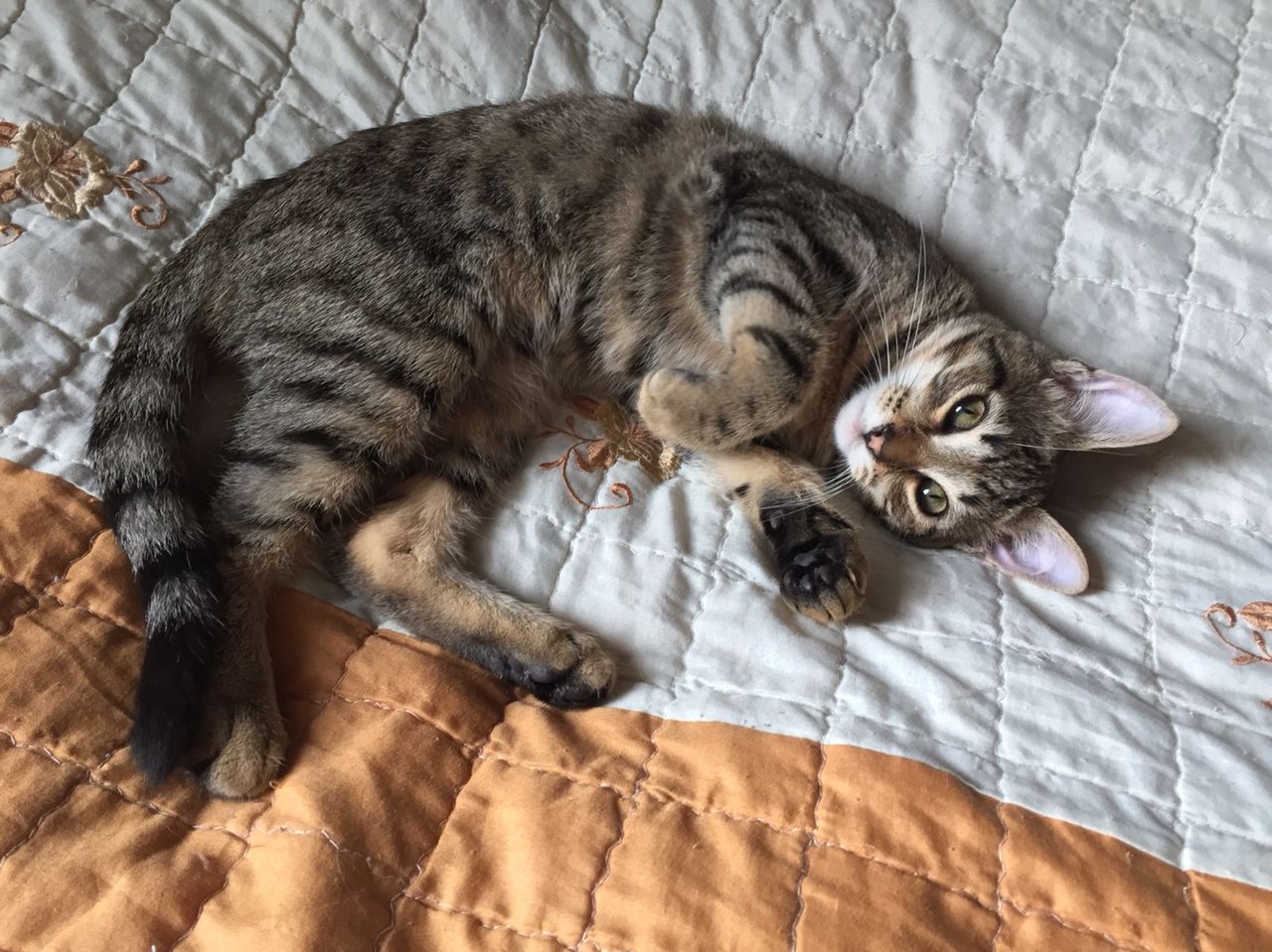 Кошка 4 Месяца Фото