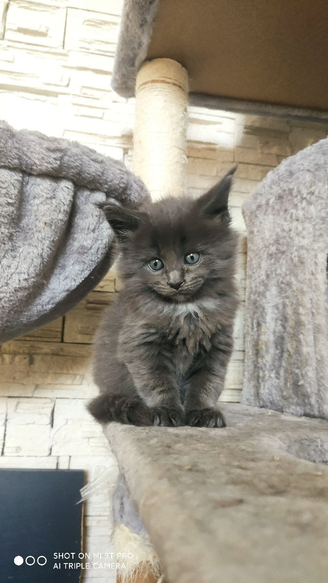 Мейн-кун голубой солид девочка. фото 2