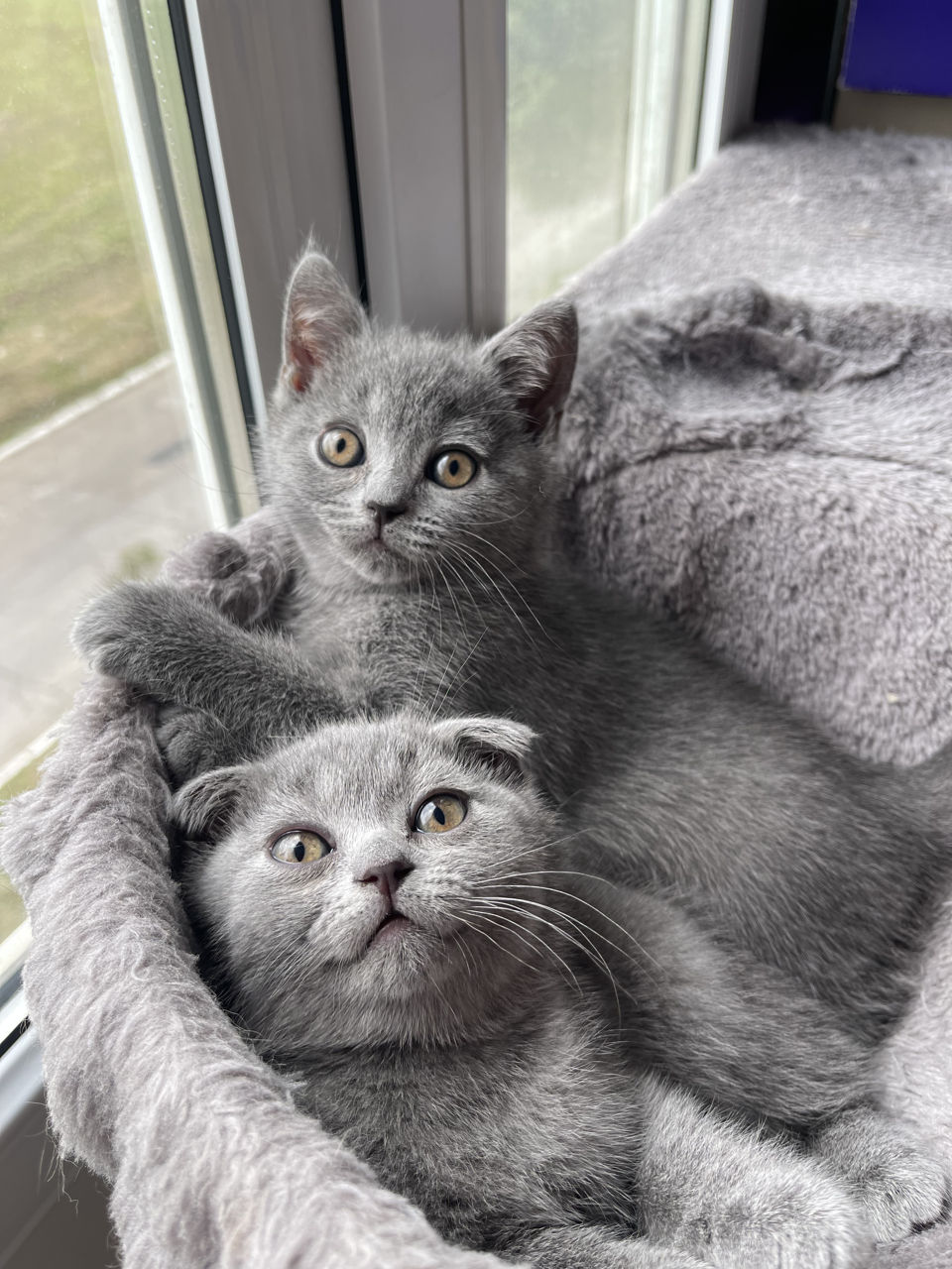 Шотландские котята.