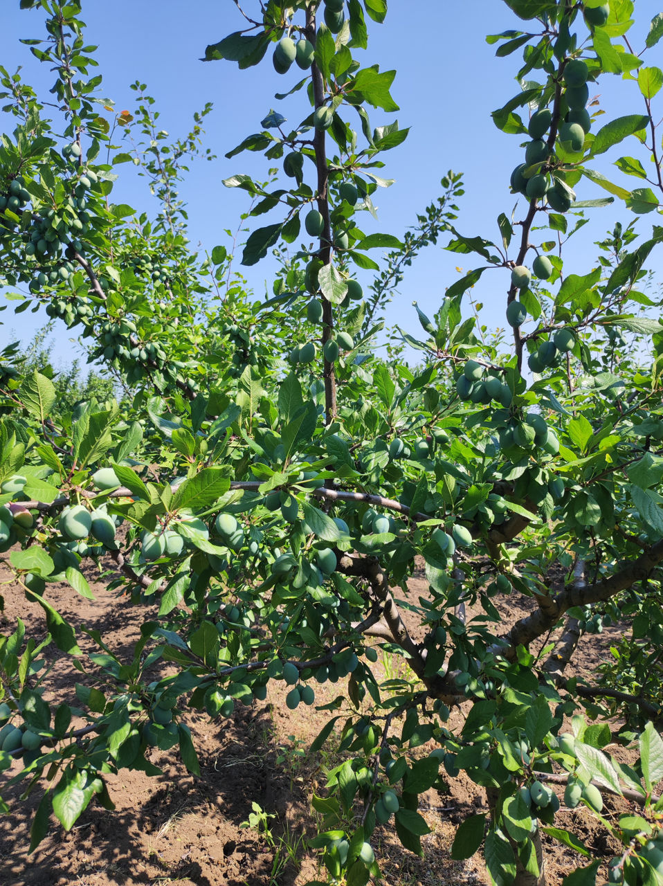 Prune proaspete foto 2