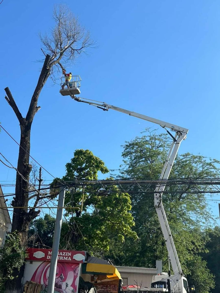 Defrișarea, curățarea copacilor, servicii autoturn foto 0