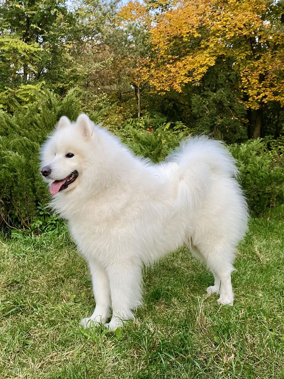 Самоед (Samoyed) для вязки (imperechere) фото 4