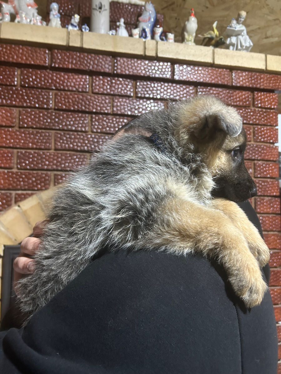 Щенки немецкой овчарки