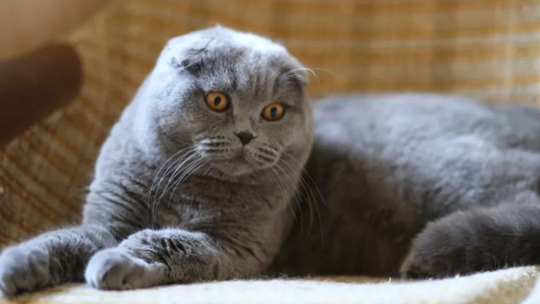 Montă - imperechere,cu motan scottish fold фото 2