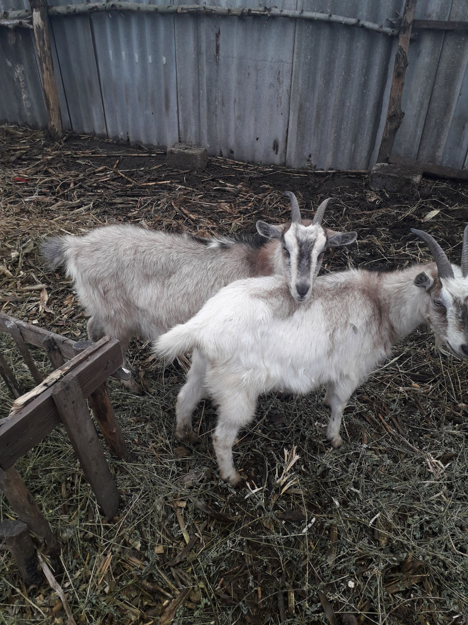 Продаю коз