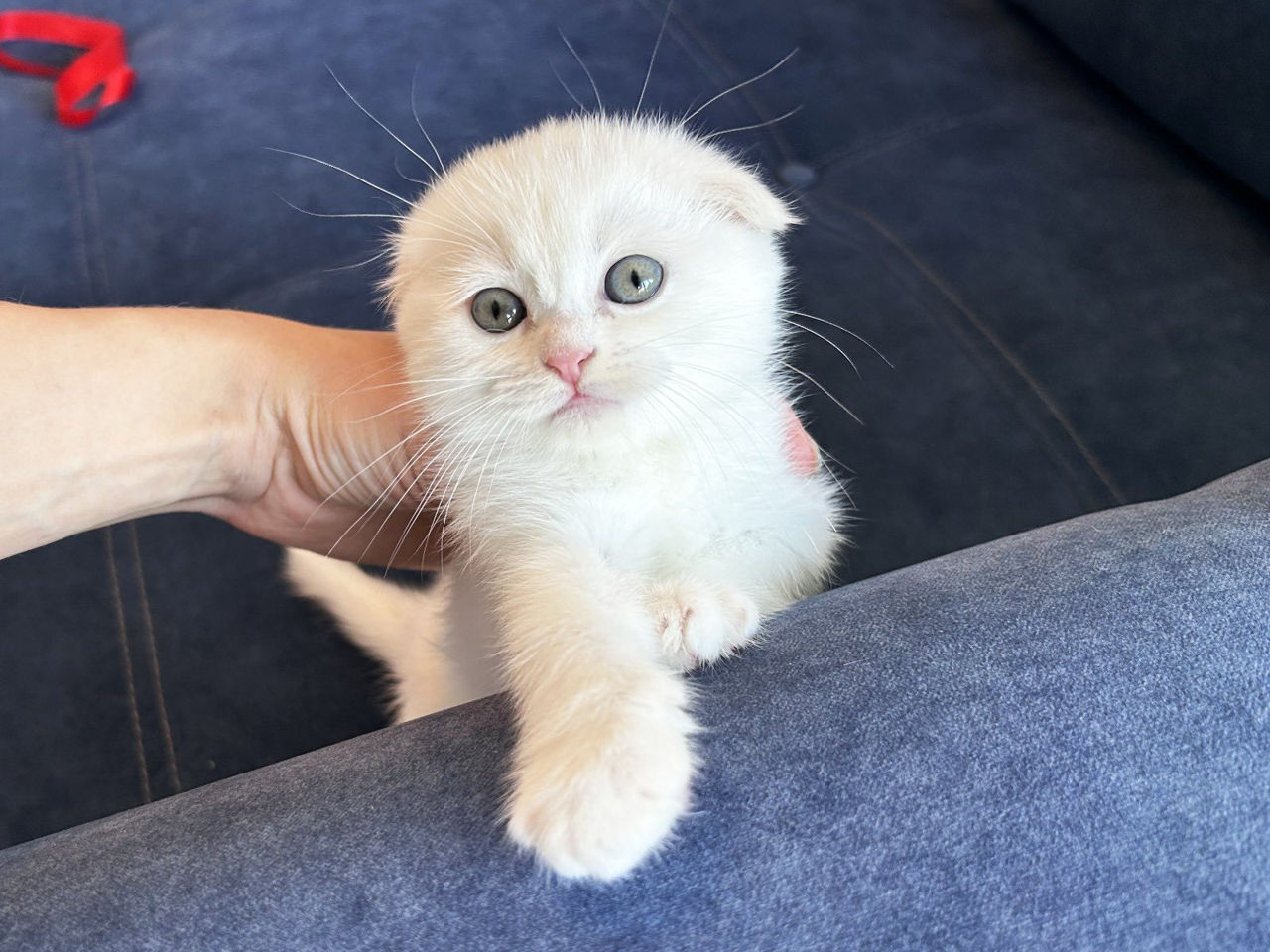 Котята от белого скоттиш фолда с голубыми глазами ! Чудо ангелочки! Продам дорого ! фото 6