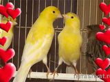Лучший  подарок к Празднику Влюбленных:канарейки , амадины и другие птицы,клетки,корм, можно оптом foto 1