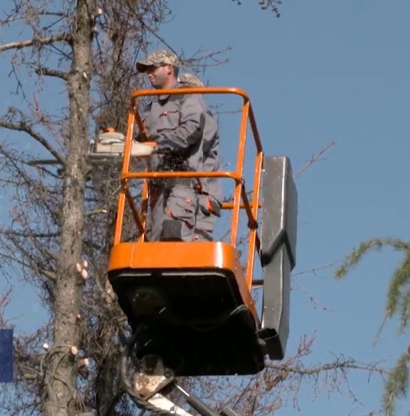 Servicii de tăiere a copacilor, crengilor uscate! foto 6