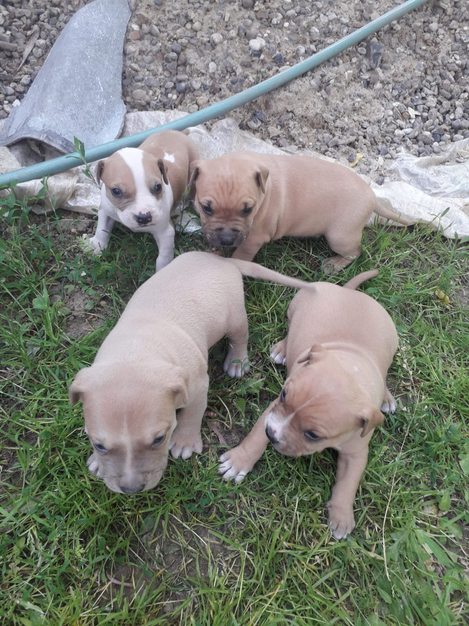 Vind Rasă Pit Bull tot cu vaccinare, au o lună, toți is băieți  , foto 1