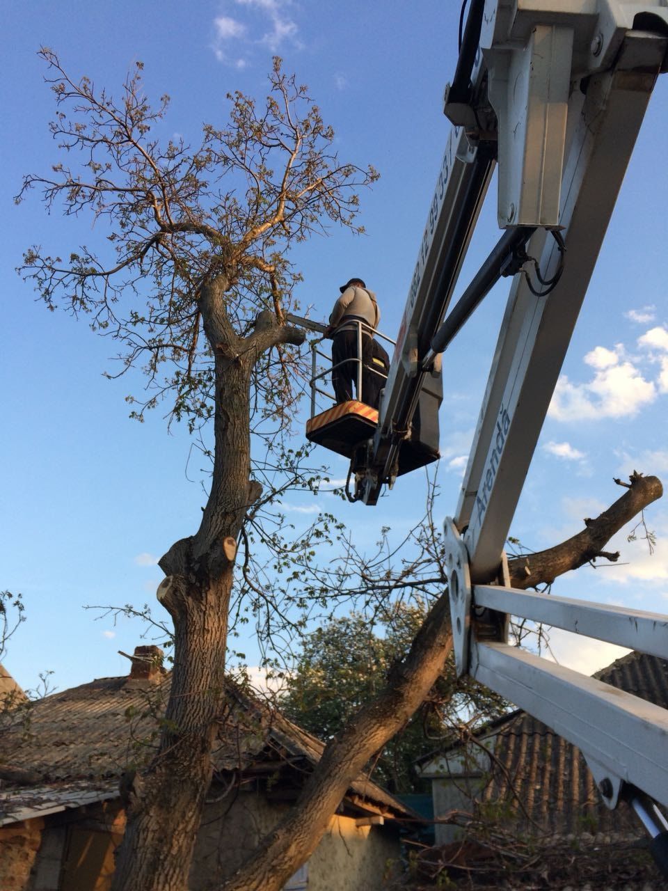 Taierea copacilor problematici, curatarea copacilor uscati. Curatarea Tuilor! foto 0