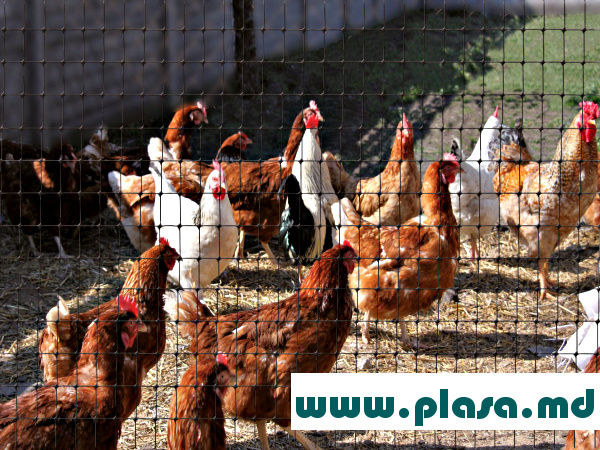 Plasa de plastic pentru volier,pasari.Garduri metalice.Сетка вольерная пластиковая.Заборы. foto 1