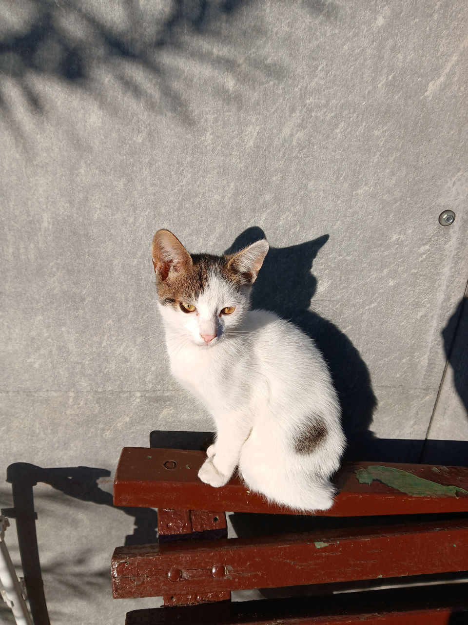 котята фото 1