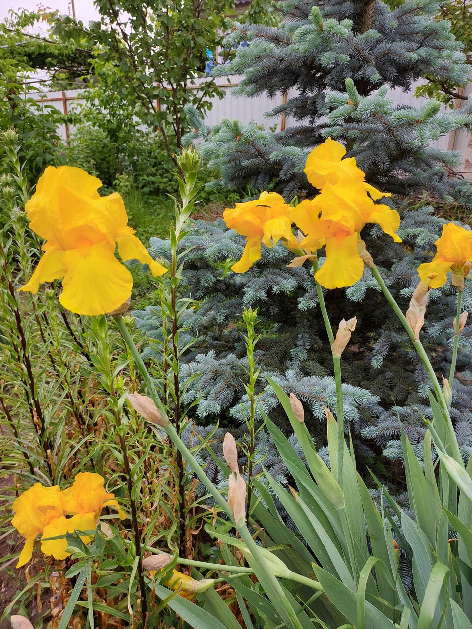 Iris Germanica. foto 7