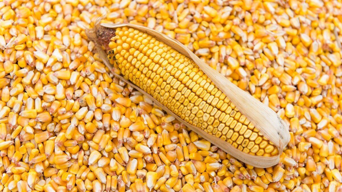 Продам зерно кукурузы