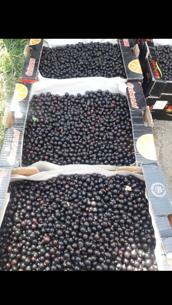 Продам смородину!