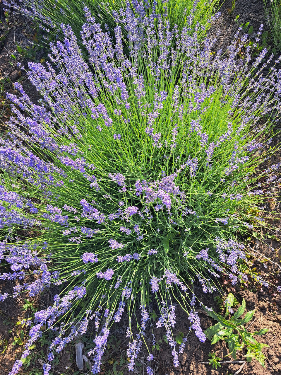 Lavanda foto 2