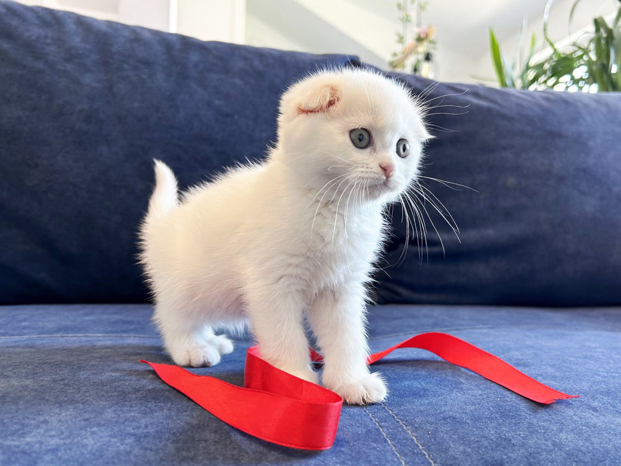 Котята от белого скоттиш фолда с голубыми глазами ! Чудо ангелочки! Продам дорого ! фото 1