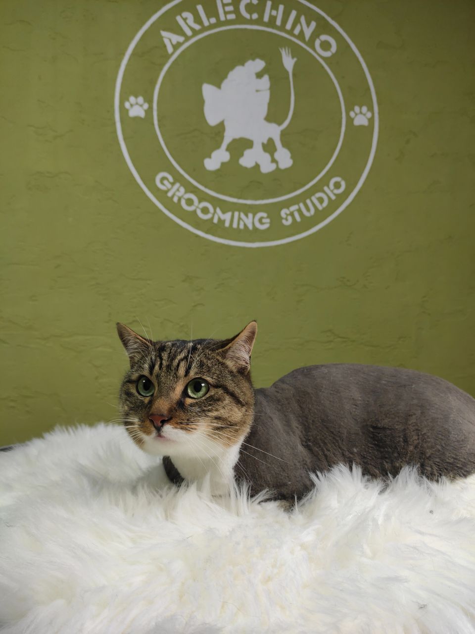"Arlechino Grooming Studio". Буюканы. Стрижка кошек. фото 9