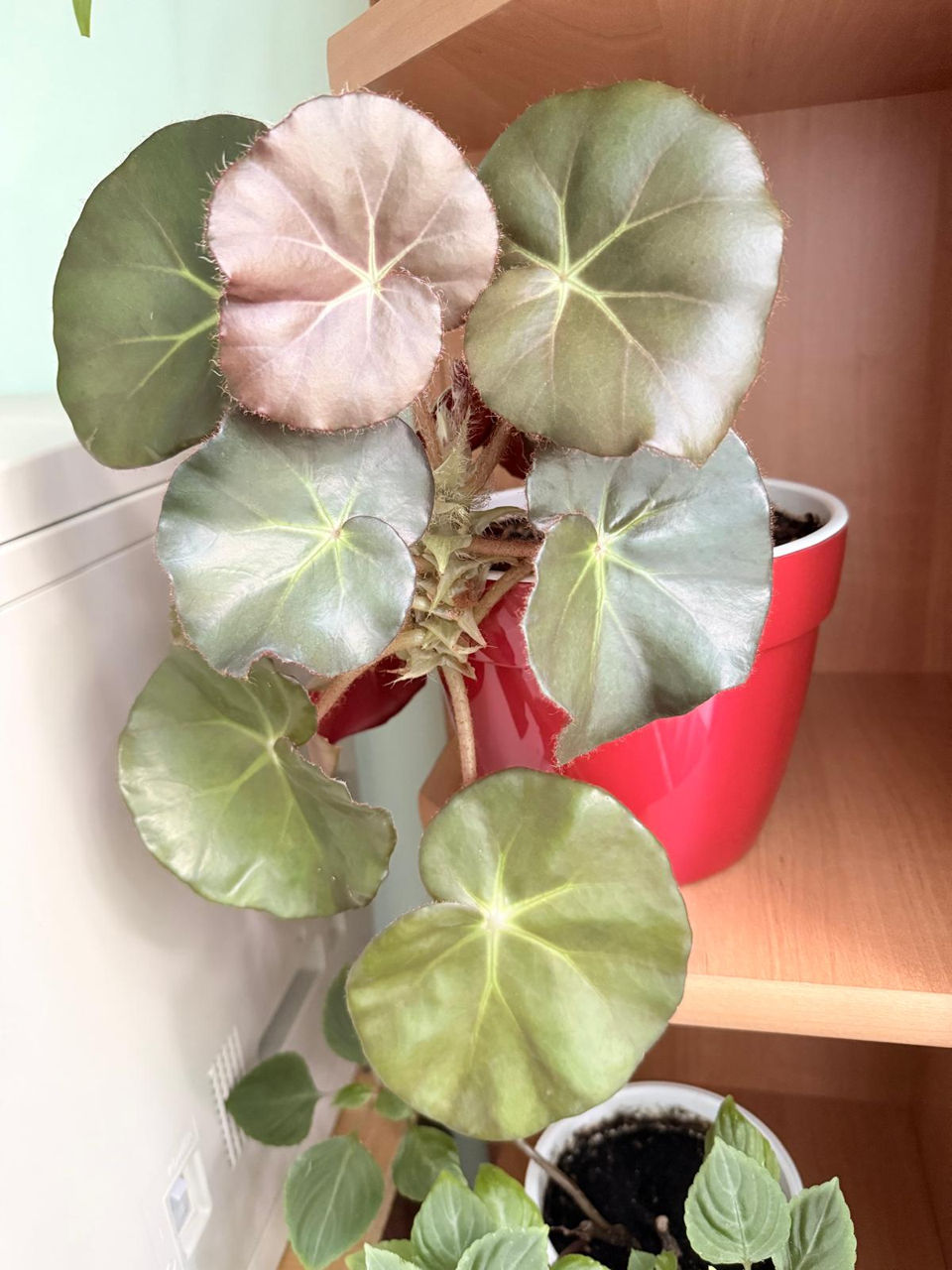 Flori de cameră  foto 2