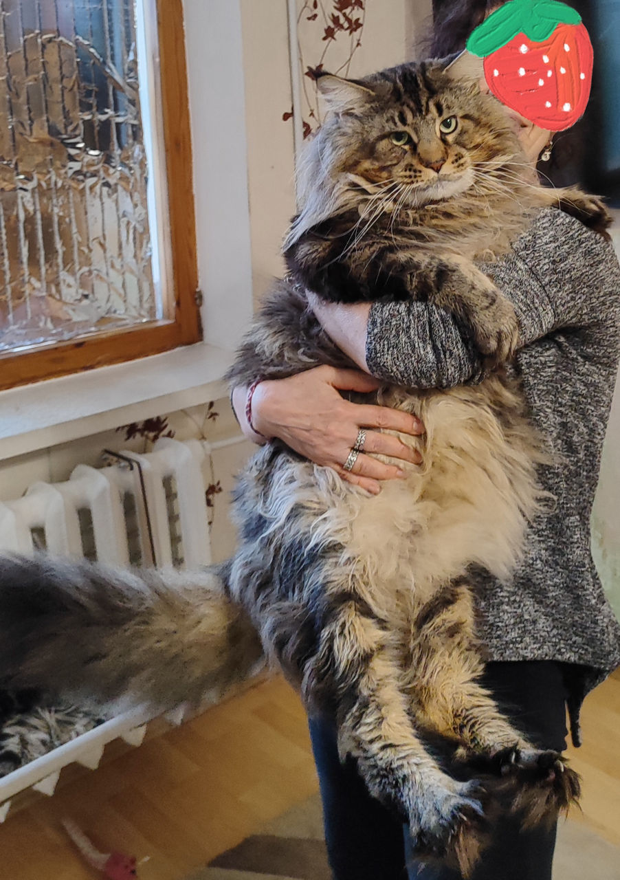 Котята породы Maine Coon! На сообщения не отвечаю! foto 7