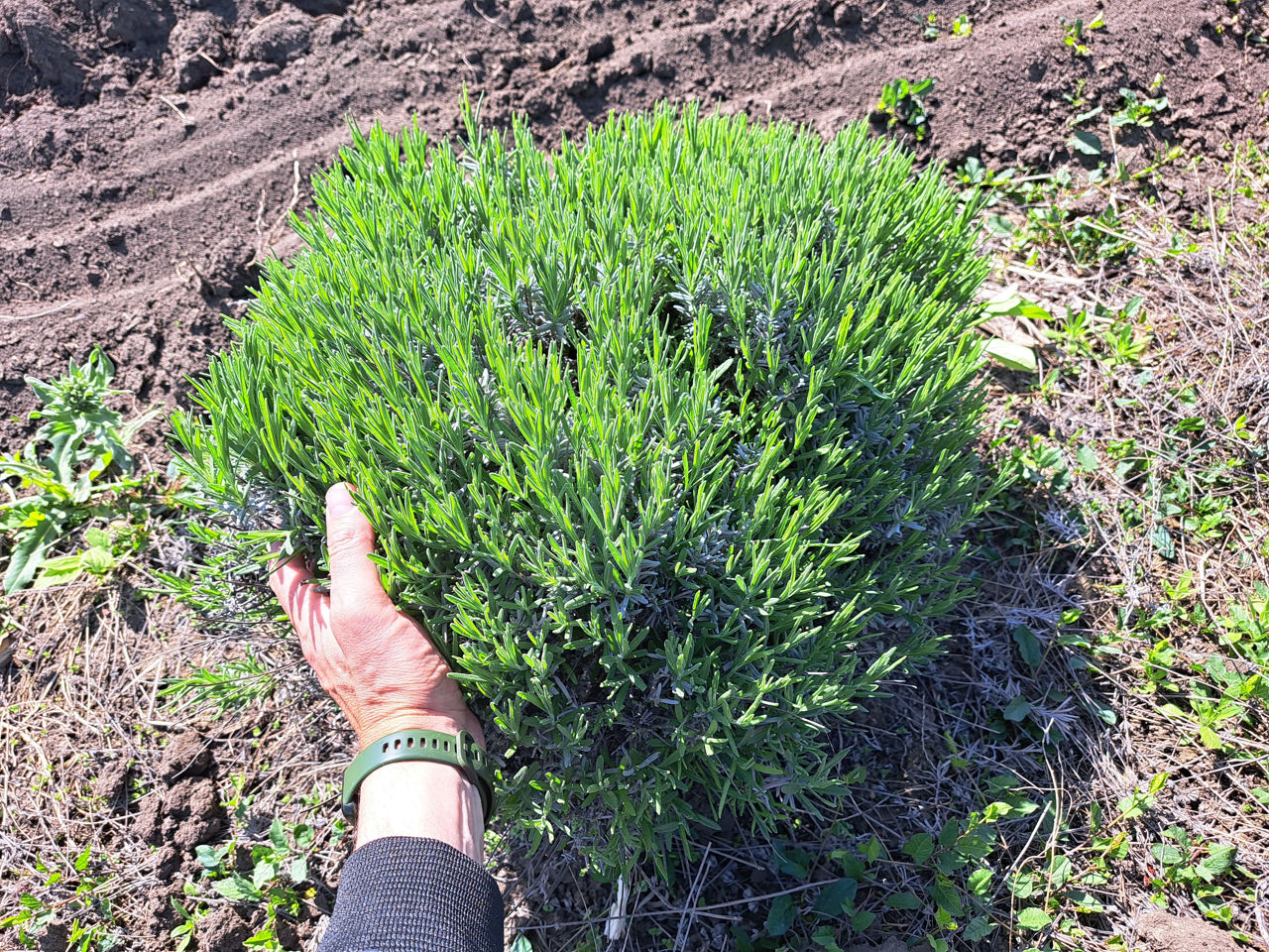 Lavanda foto 2