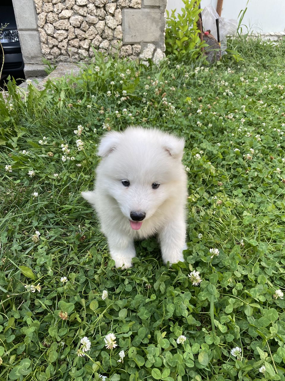 Se ofera pentru imperechere Samoyed - mascul foto 2