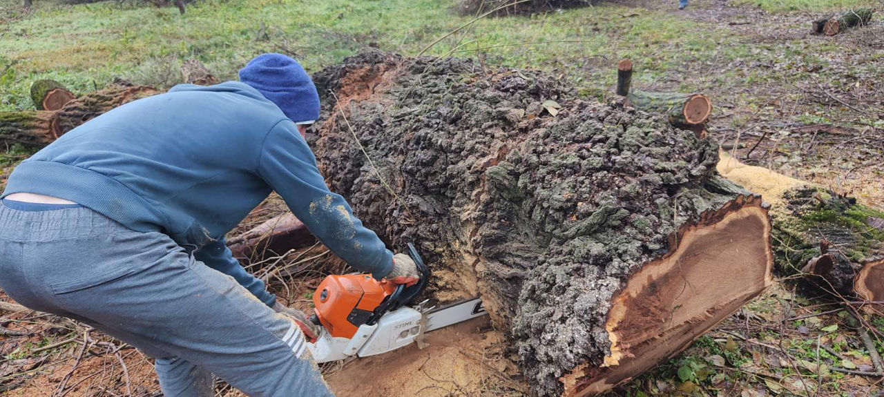 Servicii tăiere a copacilor sau crengilor problematice! foto 7