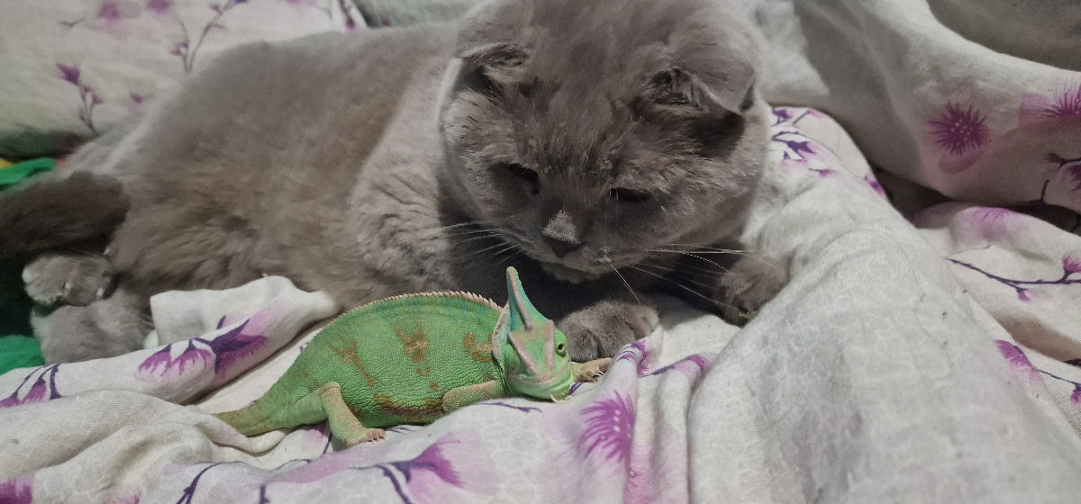 2 Кошки Британки