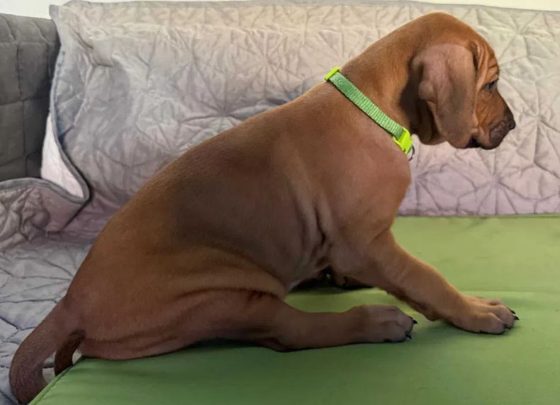 Pui Rhodesian Ridgeback de vânzare foto 5