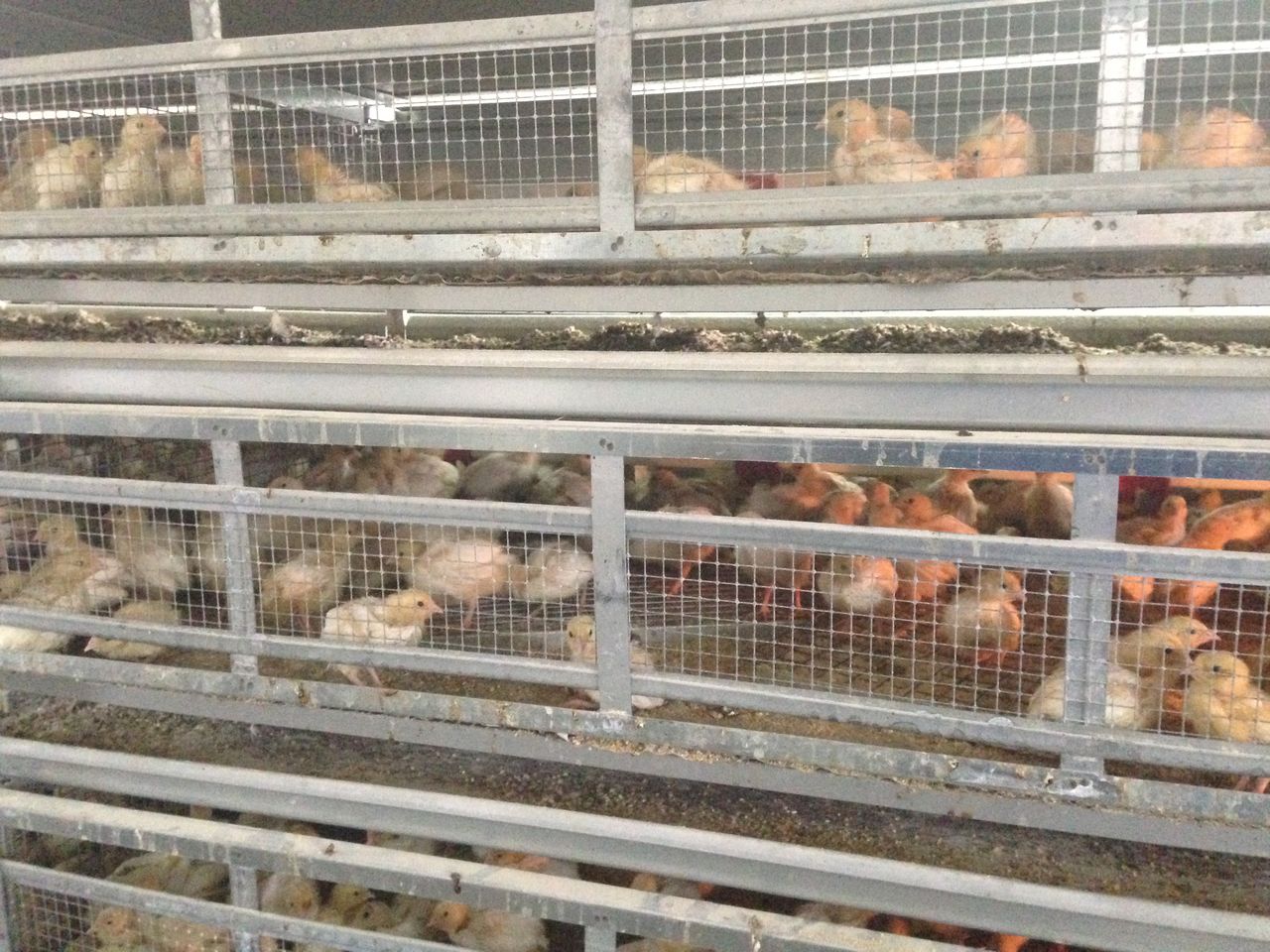 Utilaje si tehnologii zootehnice din Italia foto 5