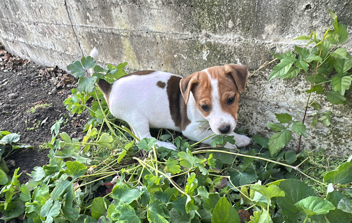 Jack Russell Terrier  foto 4