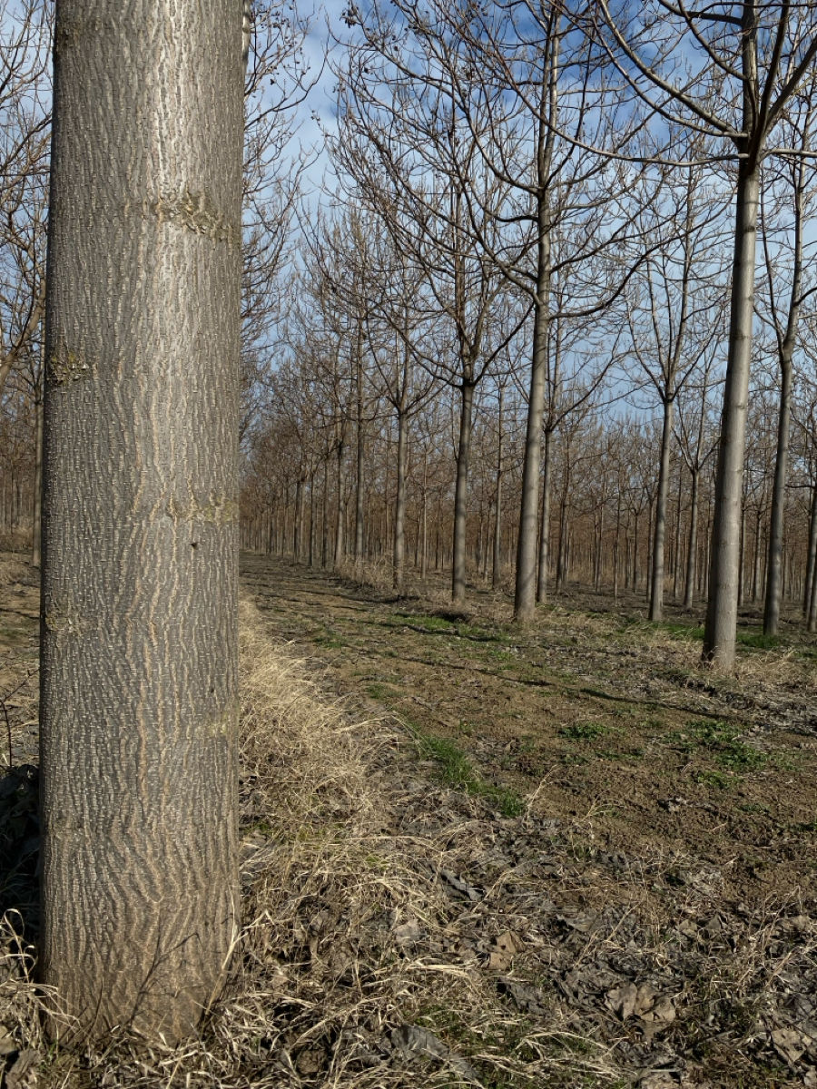 Куплю Paulownia foto 2