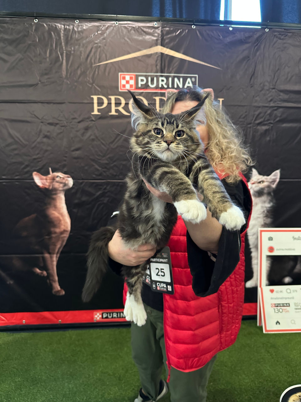 Котята породы Maine Coon! На сообщения не отвечаю! foto 1