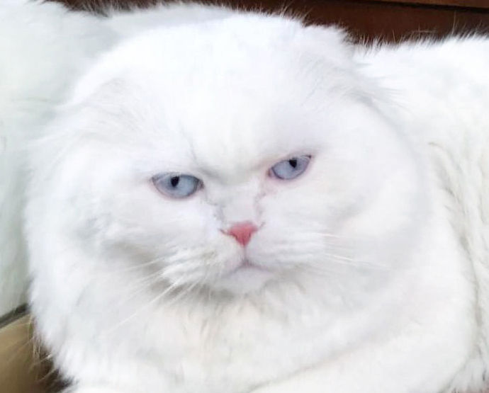 Motan alb superb, rasă pură scottish fold longhair, invită la împerechere! фото 7