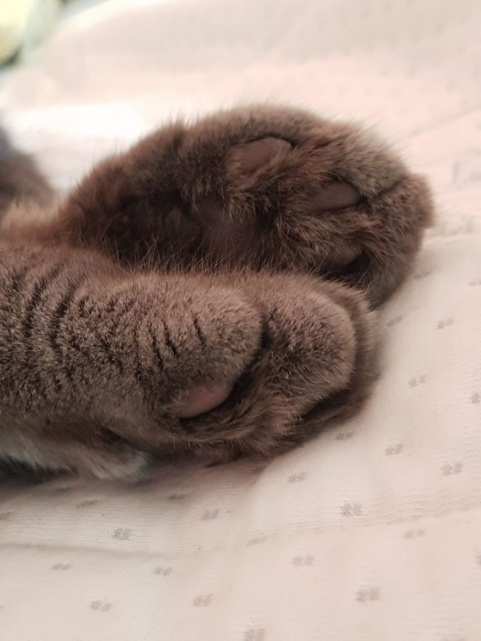 Motan British Shorthair Blue pentru montă foto 5