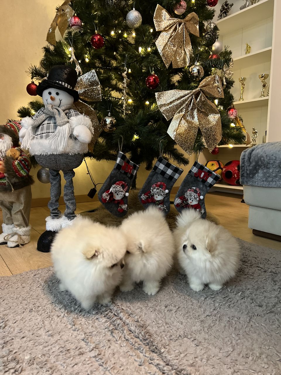 Mini spitz pomeranian foto 0