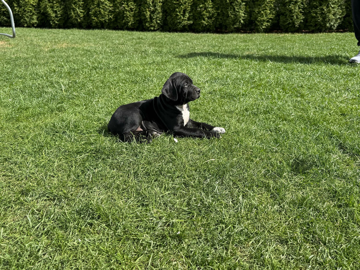 Pointer englez . Английский принтер  foto 5