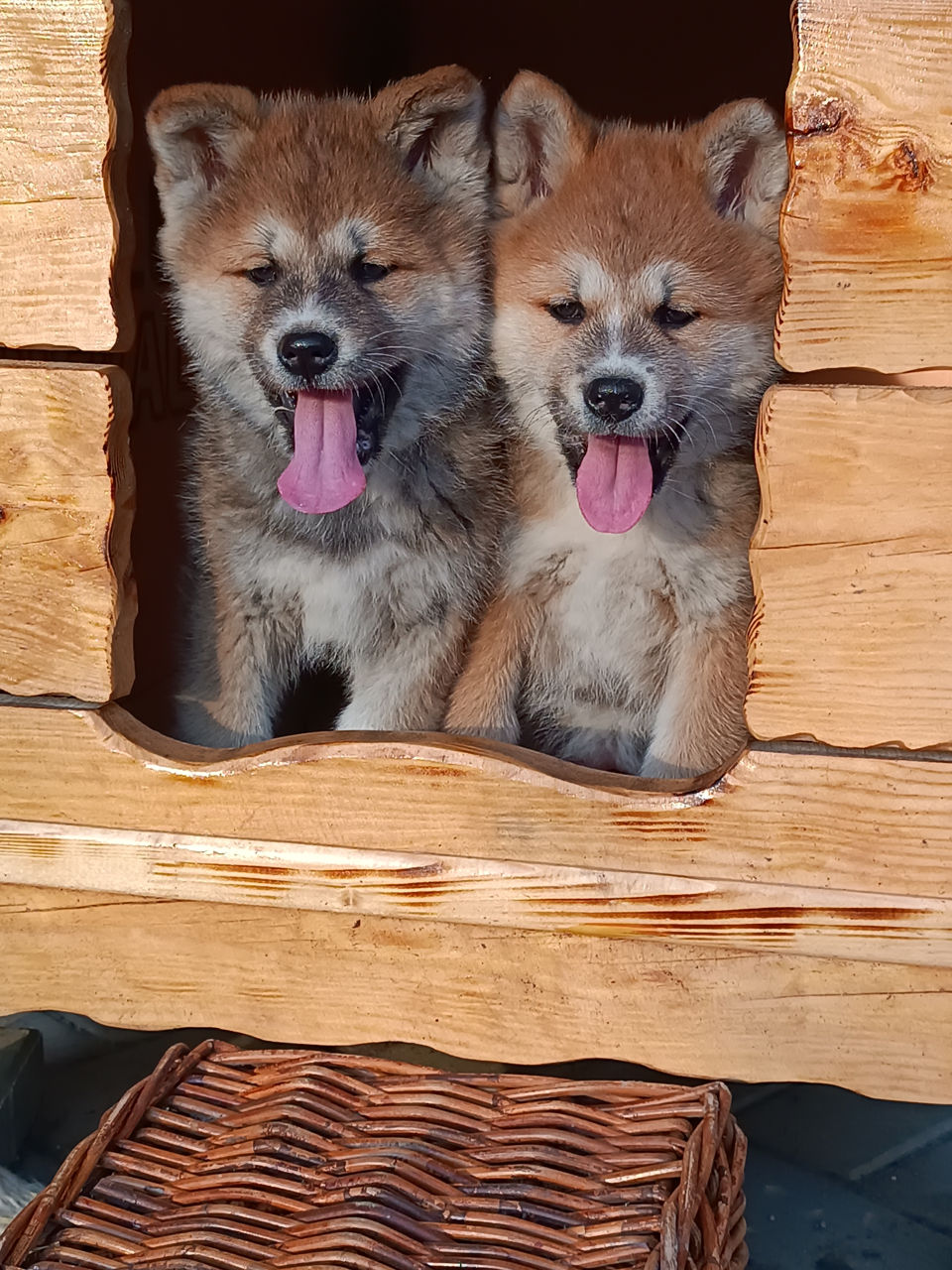 Akita  foto 3