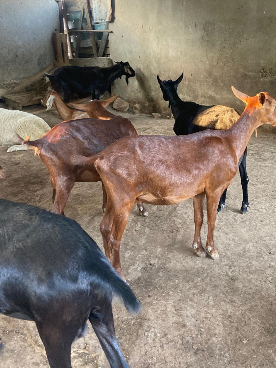 Capre de rasa  Murciano Granadina si  Anglo-nubiană foto 3