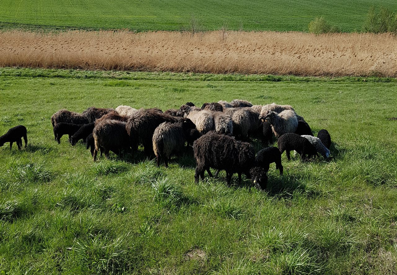 Овцы черного цвета. Джайдара порода овец. Ягнята карачаевской породы. Каракульских овец Туркмении. Курдючная каракуль овцеводство.