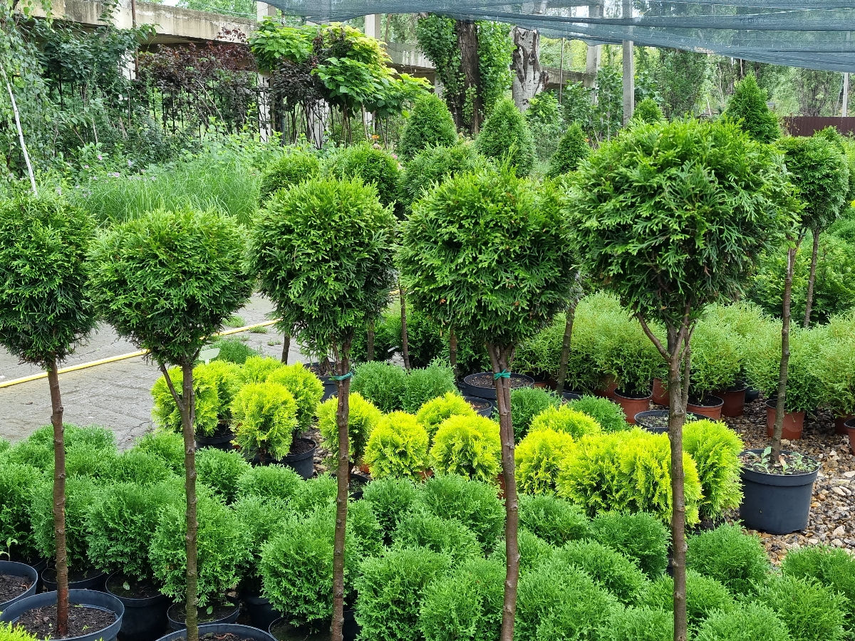 Plante decorative foto 0